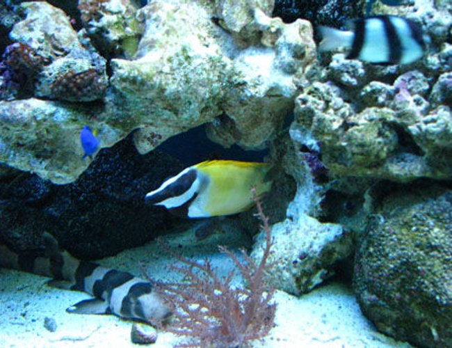 saltwater fish - siganus vulpinus - foxface lo stocking in 150 gallons tank - foxface lo saltwater fish - siganus vulpinus - foxface lo stocking in 150 gallons tank - foxface lo