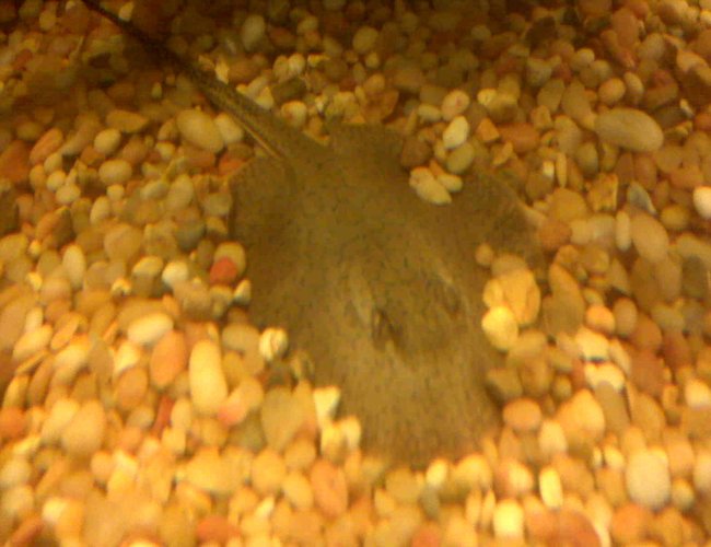 saltwater fish - urobatis halleri - round stingray stocking in 150 gallons tank - stingray.... saltwater fish - urobatis halleri - round stingray stocking in 150 gallons tank - stingray....