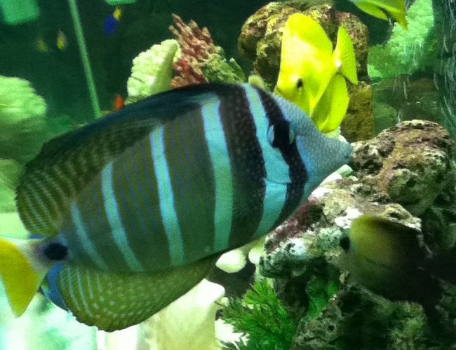 saltwater fish - zebrasoma veliferum - sailfin tang stocking in 150 gallons tank - sailfin tang saltwater fish - zebrasoma veliferum - sailfin tang stocking in 150 gallons tank - sailfin tang