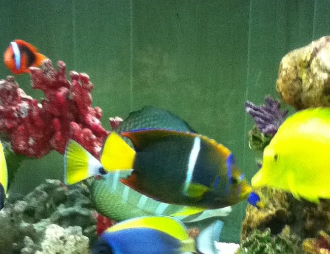 saltwater fish - zebrasoma flavescens - yellow tang - hawaii stocking in 150 gallons tank - Picaso saltwater fish - zebrasoma flavescens - yellow tang - hawaii stocking in 150 gallons tank - Picaso