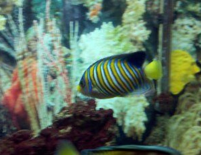 saltwater fish - pygoplites diacanthus - regal angelfish stocking in 75 gallons tank - Regal Angel..... saltwater fish - pygoplites diacanthus - regal angelfish stocking in 75 gallons tank - Regal Angel.....