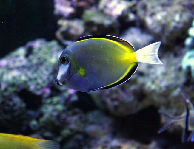 saltwater fish - naso lituratus - naso tang stocking in 90 gallons tank - Tang saltwater fish - naso lituratus - naso tang stocking in 90 gallons tank - Tang