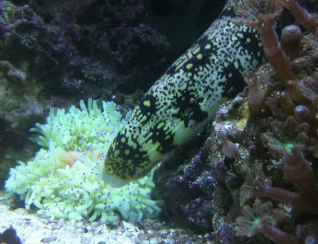 saltwater fish - echidna nebulosa - snowflake eel stocking in 75 gallons tank - My eel trying to steal dinner from my sebae anemone saltwater fish - echidna nebulosa - snowflake eel stocking in 75 gallons tank - My eel trying to steal dinner from my sebae anemone