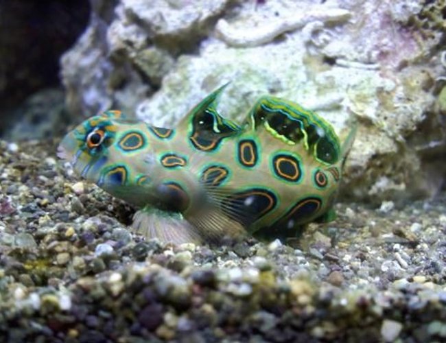 saltwater fish - synchiropus picturatus - spotted mandarin stocking in 75 gallons tank - target dragon saltwater fish - synchiropus picturatus - spotted mandarin stocking in 75 gallons tank - target dragon