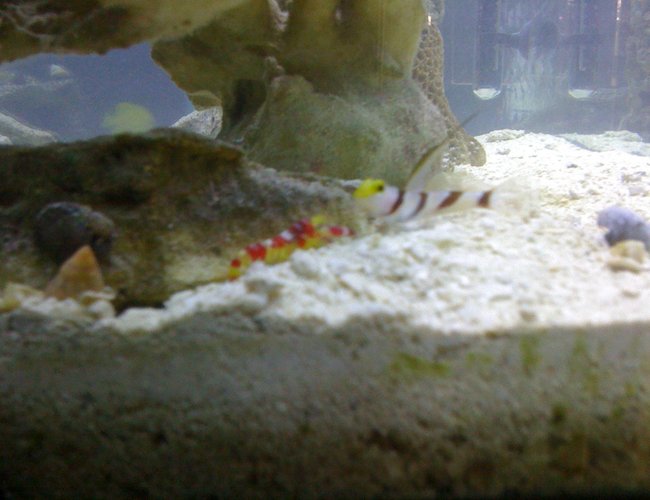 saltwater fish - stonogobiops dracula - dracula goby stocking in 29 gallons tank - Randall's Pistol Shrimp & Blackray Shrimp Goby Pair in my 55 saltwater fish - stonogobiops dracula - dracula goby stocking in 29 gallons tank - Randall's Pistol Shrimp & Blackray Shrimp Goby Pair in my 55