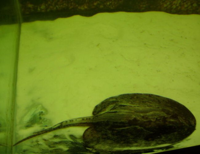 saltwater fish - potamotrygon motoro - motoro stingray stocking in 90 gallons tank - my motoro stingray, stinger. saltwater fish - potamotrygon motoro - motoro stingray stocking in 90 gallons tank - my motoro stingray, stinger.