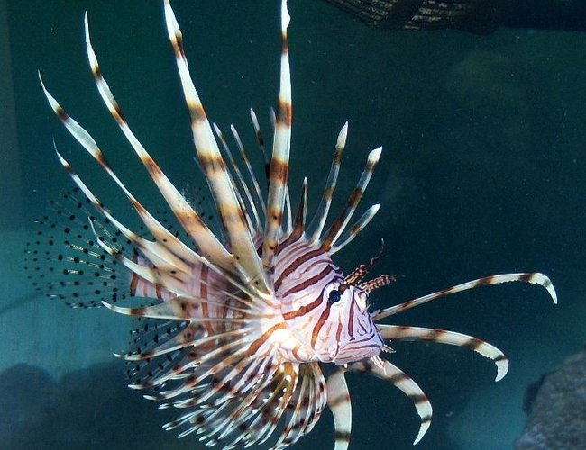 saltwater fish - pterois volitans - volitan lionfish stocking in 180 gallons tank - Lion Fish saltwater fish - pterois volitans - volitan lionfish stocking in 180 gallons tank - Lion Fish