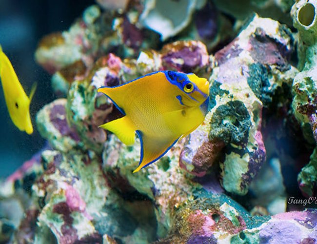 saltwater fish - holacanthus ciliaris - queen angelfish stocking in 150 gallons tank - Queen Angel with YT saltwater fish - holacanthus ciliaris - queen angelfish stocking in 150 gallons tank - Queen Angel with YT