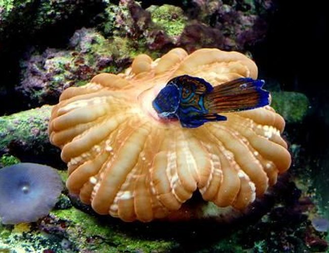 saltwater fish - synchiropus splendidus - green mandarin stocking in 90 gallons tank - Ooops, a Mandarin Snack. Bad Donut! saltwater fish - synchiropus splendidus - green mandarin stocking in 90 gallons tank - Ooops, a Mandarin Snack. Bad Donut!