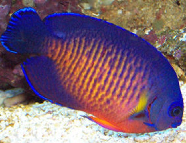 saltwater fish - centropyge bispinosa - coral beauty angelfish stocking in 90 gallons tank - coral beauty angel saltwater fish - centropyge bispinosa - coral beauty angelfish stocking in 90 gallons tank - coral beauty angel