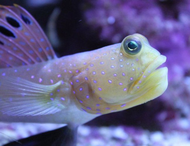 saltwater fish - cryptocentrus pavoninoides - bluespotted watchman goby stocking in 120 gallons tank - Old man of the tank saltwater fish - cryptocentrus pavoninoides - bluespotted watchman goby stocking in 120 gallons tank - Old man of the tank