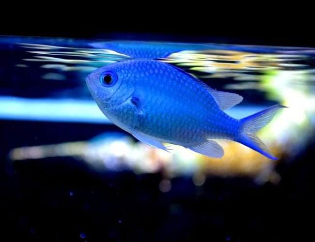 saltwater fish - chromis viridis - blue/green reef chromis stocking in 200 gallons tank - Chromis in Space saltwater fish - chromis viridis - blue/green reef chromis stocking in 200 gallons tank - Chromis in Space