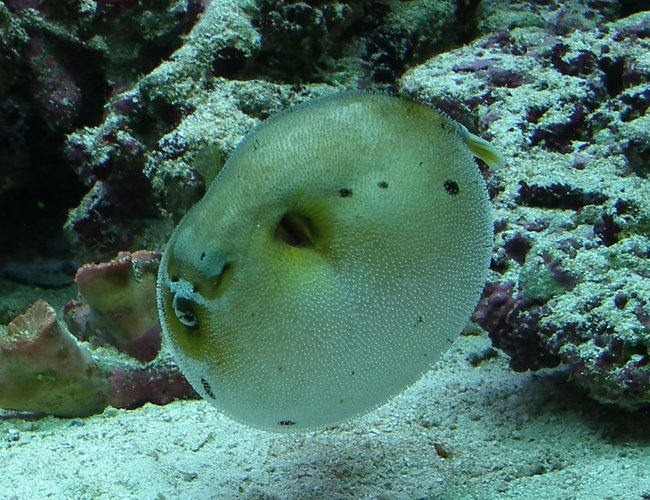 saltwater fish - arothron nigropunctatus - arothron dog face puffer stocking in 165 gallons tank - Dag my Puffed up Dogfaced puffer saltwater fish - arothron nigropunctatus - arothron dog face puffer stocking in 165 gallons tank - Dag my Puffed up Dogfaced puffer
