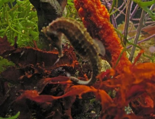 saltwater fish - hippocampus erectus - black seahorse stocking in 120 gallons tank - Calypso, Seahorse saltwater fish - hippocampus erectus - black seahorse stocking in 120 gallons tank - Calypso, Seahorse