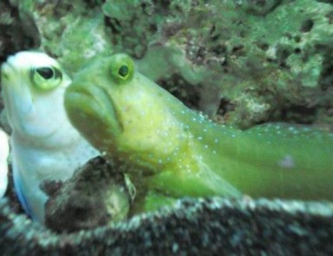 saltwater fish - cryptocentrus pavoninoides - bluespotted watchman goby stocking in 120 gallons tank - Pearly Jawfish and Watchman Goby...BFF's saltwater fish - cryptocentrus pavoninoides - bluespotted watchman goby stocking in 120 gallons tank - Pearly Jawfish and Watchman Goby...BFF's