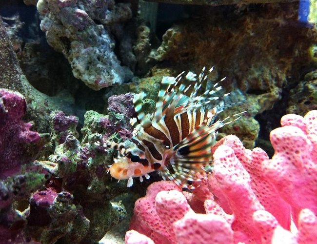 saltwater fish - dendrochirus zebra - dwarf/zebra lionfish stocking in 35 gallons tank - Dwarf Zebra Lionfish - New Addition to the tank 13/08/2011 saltwater fish - dendrochirus zebra - dwarf/zebra lionfish stocking in 35 gallons tank - Dwarf Zebra Lionfish - New Addition to the tank 13/08/2011
