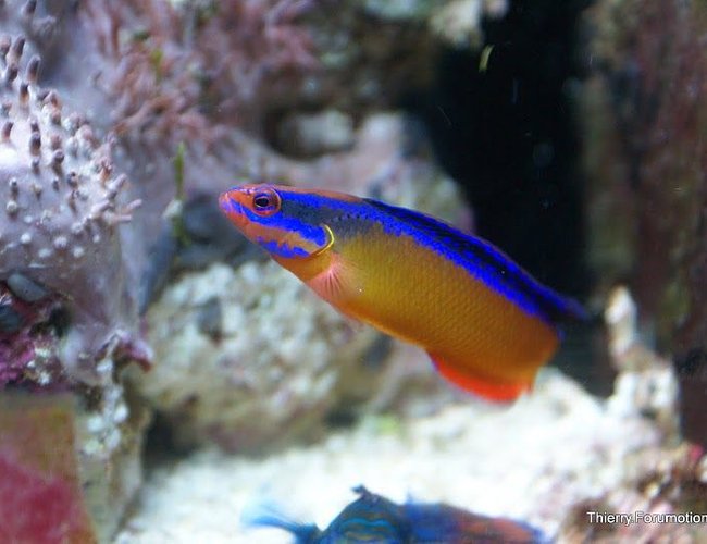 saltwater fish - pseudochromis aldabraensis - neon dottyback stocking in 66 gallons tank - My Neon Dottyback saltwater fish - pseudochromis aldabraensis - neon dottyback stocking in 66 gallons tank - My Neon Dottyback