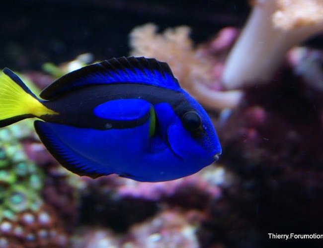 saltwater fish - paracanthurus hepatus - blue tang stocking in 66 gallons tank - My Blue Tang saltwater fish - paracanthurus hepatus - blue tang stocking in 66 gallons tank - My Blue Tang