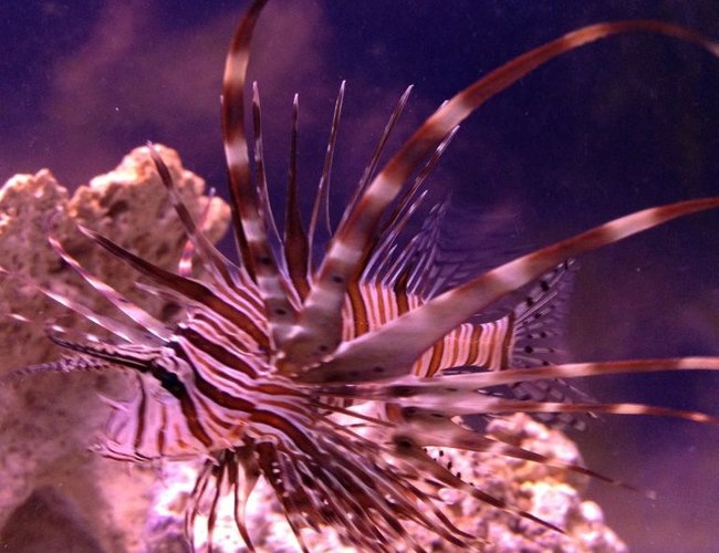 saltwater fish - pterois volitans - volitan lionfish stocking in 100 gallons tank - Lion Fish (Juvenile) saltwater fish - pterois volitans - volitan lionfish stocking in 100 gallons tank - Lion Fish (Juvenile)