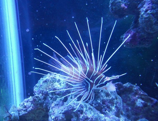 saltwater fish - pterois radiata - radiata lionfish stocking in 37 gallons tank - Freddy( baby radiata lionfish) saltwater fish - pterois radiata - radiata lionfish stocking in 37 gallons tank - Freddy( baby radiata lionfish)