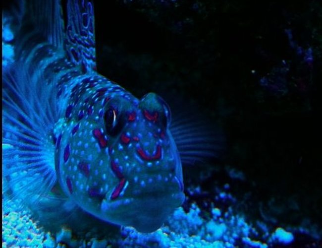 saltwater fish - cryptocentrus leptocephalus - pink spotted watchman goby stocking in 65 gallons tank - Pink spot shrimp goby saltwater fish - cryptocentrus leptocephalus - pink spotted watchman goby stocking in 65 gallons tank - Pink spot shrimp goby