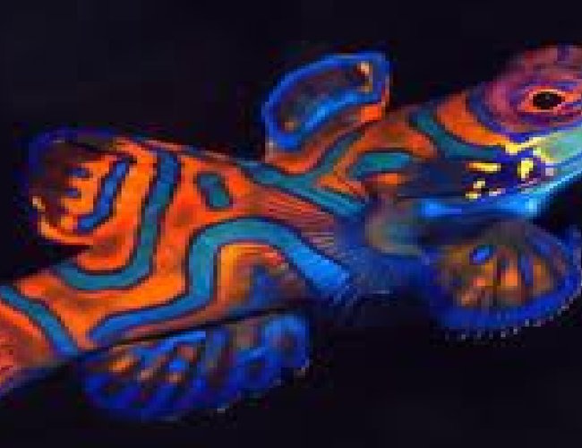 saltwater fish - pterosynchiropus splendidus var. - red mandarin stocking in 100 gallons tank - It looks like a clown fish saltwater fish - pterosynchiropus splendidus var. - red mandarin stocking in 100 gallons tank - It looks like a clown fish