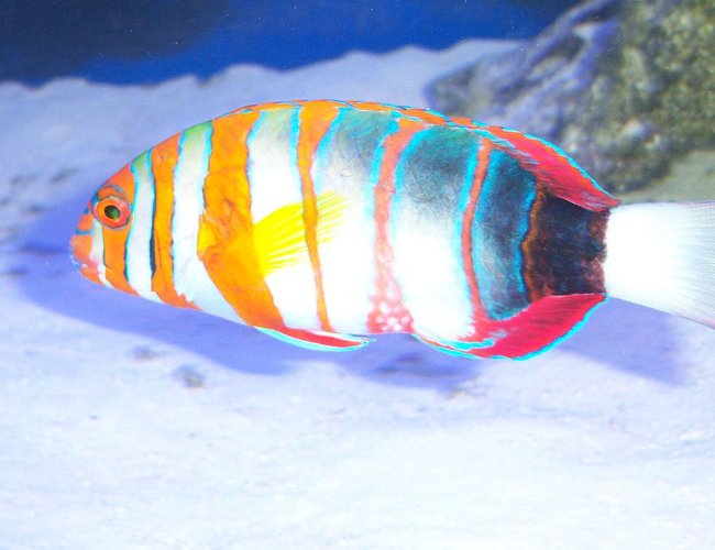 saltwater fish - choerodon fasciatus - harlequin tusk stocking in 180 gallons tank - Harlequin Wrasse saltwater fish - choerodon fasciatus - harlequin tusk stocking in 180 gallons tank - Harlequin Wrasse