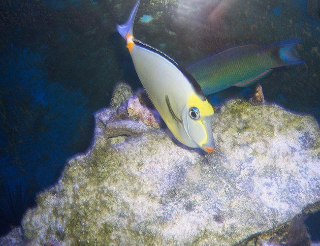 saltwater fish - naso lituratus - naso tang stocking in 180 gallons tank - Naso Tang saltwater fish - naso lituratus - naso tang stocking in 180 gallons tank - Naso Tang