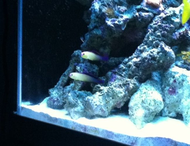 saltwater fish - nemateleotris decora - firefish, purple stocking in 90 gallons tank - Our Purple Firefish Couple saltwater fish - nemateleotris decora - firefish, purple stocking in 90 gallons tank - Our Purple Firefish Couple