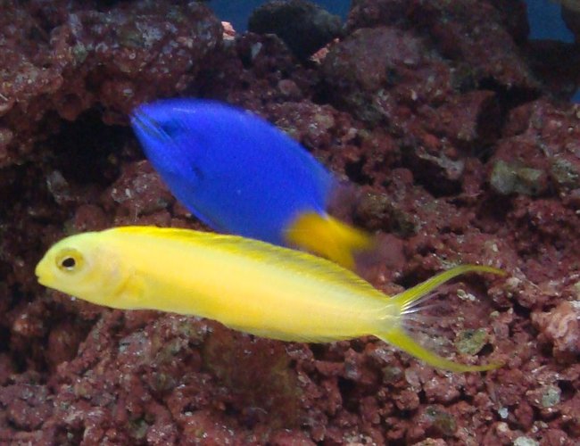 saltwater fish - meiacanthus oualanensis - canary blenny stocking in 20 gallons tank - blenny with damsel saltwater fish - meiacanthus oualanensis - canary blenny stocking in 20 gallons tank - blenny with damsel
