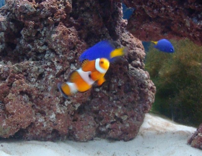 saltwater fish - amphiprion percula - true percula clownfish stocking in 20 gallons tank - nemo saltwater fish - amphiprion percula - true percula clownfish stocking in 20 gallons tank - nemo
