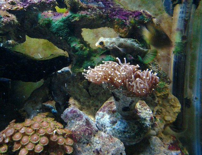 saltwater fish - synchiropus picturatus - spotted mandarin stocking in 30 gallons tank - Spotted Mandarin, Purple Torch Coral, and some Zoes saltwater fish - synchiropus picturatus - spotted mandarin stocking in 30 gallons tank - Spotted Mandarin, Purple Torch Coral, and some Zoes