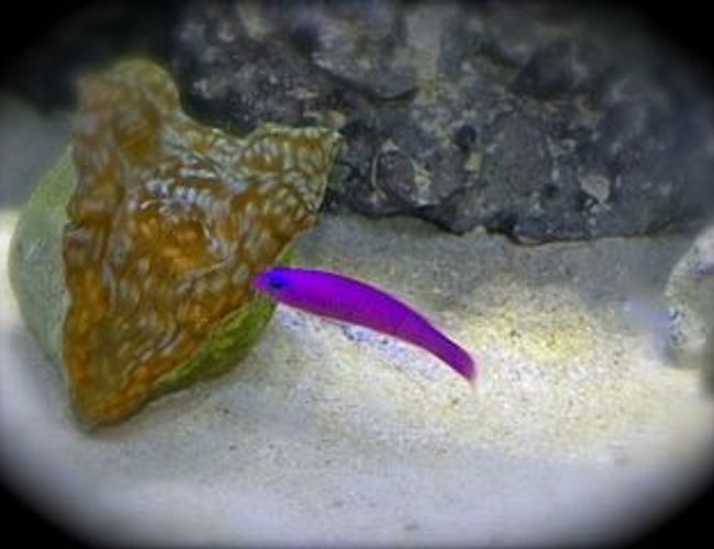 saltwater fish - pseudochromis porphyreus - purple dottyback stocking in 75 gallons tank - Purple Pseudo taunting my Derasa clam! saltwater fish - pseudochromis porphyreus - purple dottyback stocking in 75 gallons tank - Purple Pseudo taunting my Derasa clam!