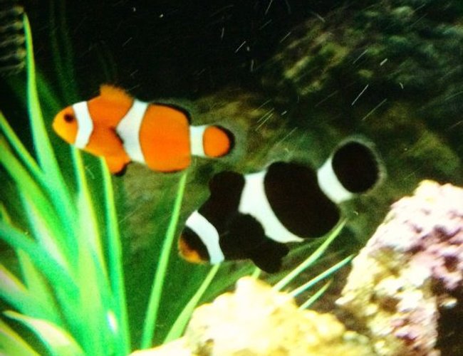 saltwater fish - amphiprion ocellaris - ocellaris clownfish stocking in 26 gallons tank - Pair of ocellaris clownfish saltwater fish - amphiprion ocellaris - ocellaris clownfish stocking in 26 gallons tank - Pair of ocellaris clownfish