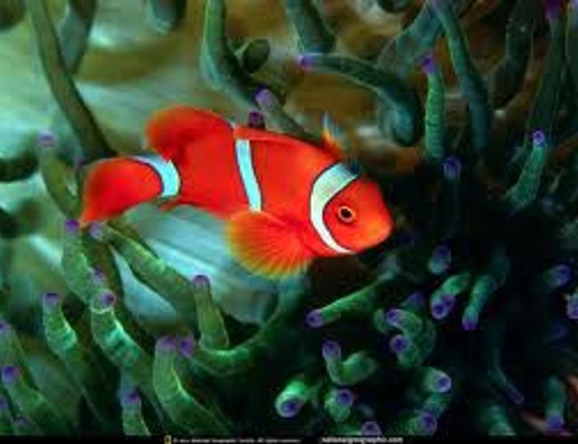 saltwater fish - premnas biaculeatus - yellowstripe maroon clownfish stocking in 55 gallons tank - my anemone saltwater fish - premnas biaculeatus - yellowstripe maroon clownfish stocking in 55 gallons tank - my anemone
