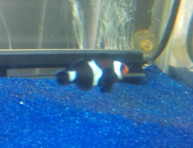 saltwater fish - amphiprion percula - true percula clownfish stocking in 55 gallons tank - Bc saltwater fish - amphiprion percula - true percula clownfish stocking in 55 gallons tank - Bc