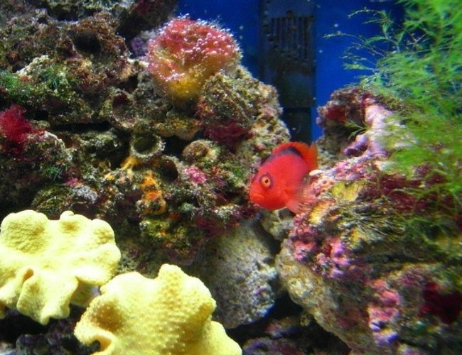 saltwater fish - neocirrhitus armatus - flame hawkfish stocking in 46 gallons tank - flame hawk saltwater fish - neocirrhitus armatus - flame hawkfish stocking in 46 gallons tank - flame hawk
