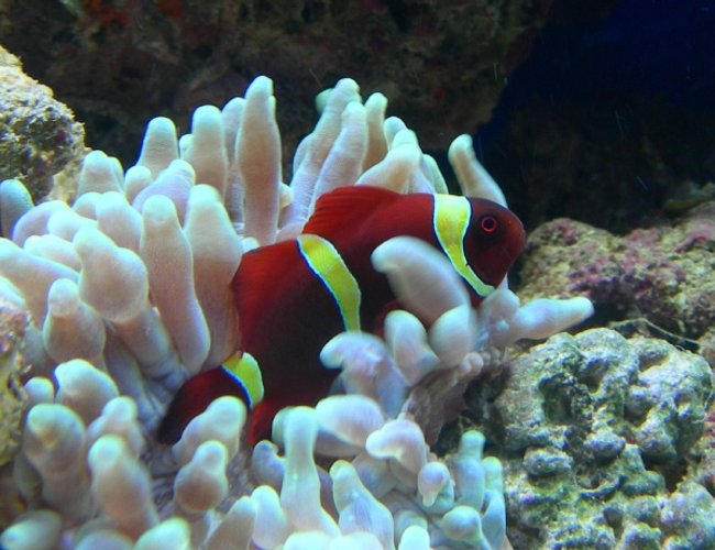 saltwater fish - premnas biaculeatus - yellowstripe maroon clownfish stocking in 46 gallons tank - clown and his home saltwater fish - premnas biaculeatus - yellowstripe maroon clownfish stocking in 46 gallons tank - clown and his home