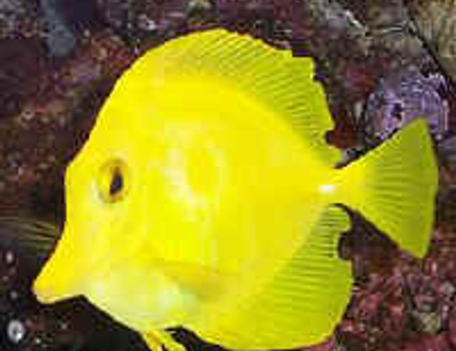 saltwater fish - zebrasoma flavescens - yellow tang - hawaii stocking in 29 gallons tank - My Yellow tang saltwater fish - zebrasoma flavescens - yellow tang - hawaii stocking in 29 gallons tank - My Yellow tang