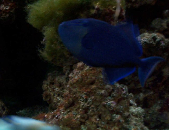 saltwater fish - odonus niger - niger triggerfish stocking in 90 gallons tank - niger trigger saltwater fish - odonus niger - niger triggerfish stocking in 90 gallons tank - niger trigger