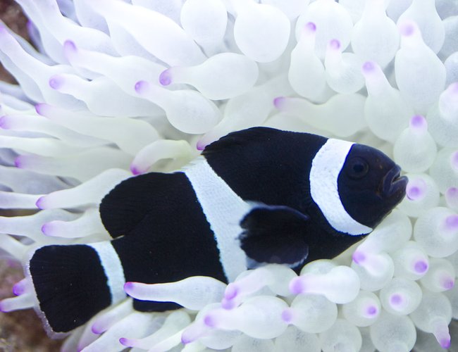 saltwater fish - amphiprion ocellaris var. - black and white ocellaris clownfish stocking in 53 gallons tank - Black clownfish saltwater fish - amphiprion ocellaris var. - black and white ocellaris clownfish stocking in 53 gallons tank - Black clownfish