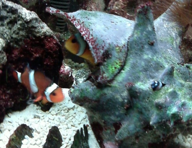saltwater fish - amphiprion percula - true percula clownfish stocking in 55 gallons tank - Mated clowns in their shell home. saltwater fish - amphiprion percula - true percula clownfish stocking in 55 gallons tank - Mated clowns in their shell home.