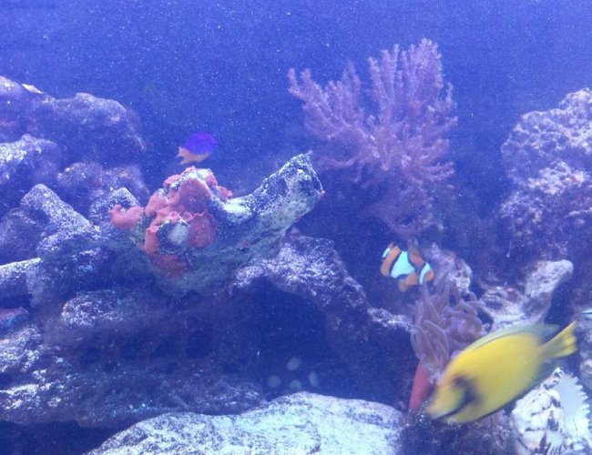 saltwater fish - acanthurus sp. - lemon tang stocking in 75 gallons tank - Lemon tang saltwater fish - acanthurus sp. - lemon tang stocking in 75 gallons tank - Lemon tang