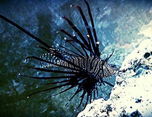 saltwater fish - pterois volitans - volitan lionfish, colored stocking in 100 gallons tank - Volitan lionfish saltwater fish - pterois volitans - volitan lionfish, colored stocking in 100 gallons tank - Volitan lionfish