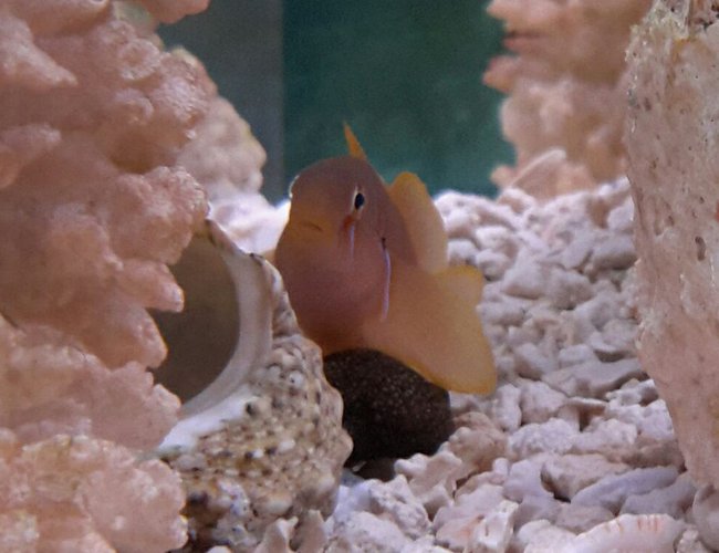 saltwater fish - gobiodon citrinus - clown goby, citrinis stocking in 125 gallons tank - Citron Goby saltwater fish - gobiodon citrinus - clown goby, citrinis stocking in 125 gallons tank - Citron Goby