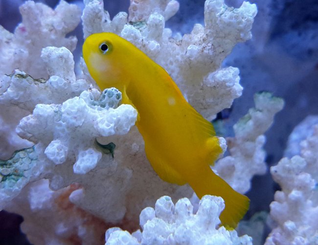 saltwater fish - gobiodon okinawae - clown goby, yellow stocking in 125 gallons tank - Yellow Clown Goby saltwater fish - gobiodon okinawae - clown goby, yellow stocking in 125 gallons tank - Yellow Clown Goby