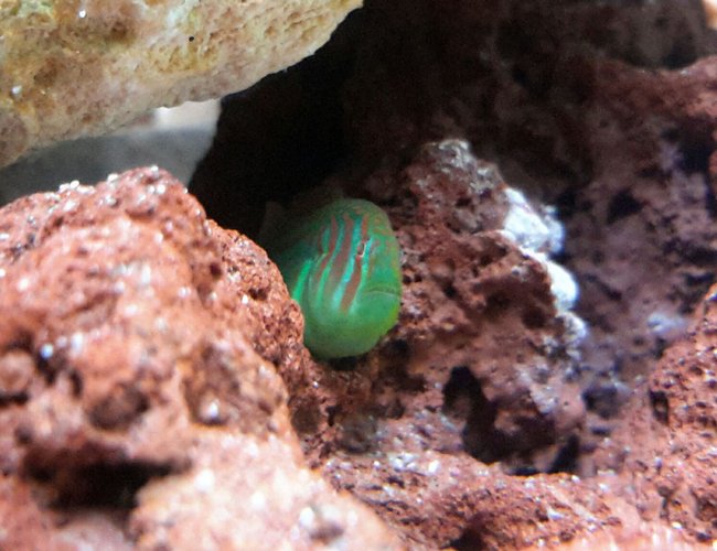saltwater fish - gobiodon atrangulatus - clown goby, green stocking in 125 gallons tank - Green Clown Goby saltwater fish - gobiodon atrangulatus - clown goby, green stocking in 125 gallons tank - Green Clown Goby