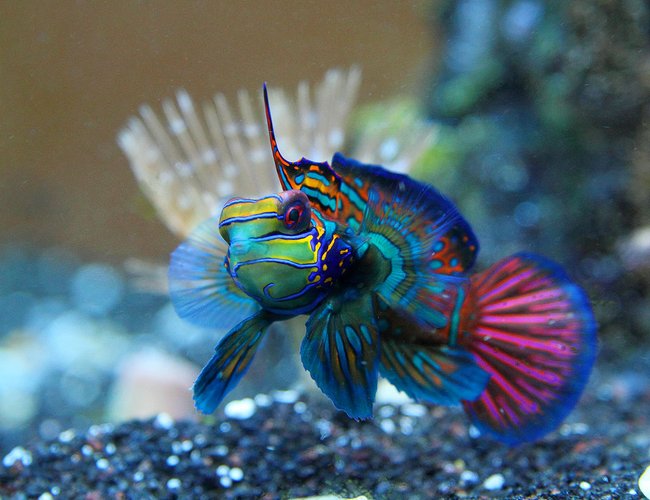 saltwater fish - synchiropus cf. splendidus - red mandarin stocking in 45 gallons tank - Mandarinfish or Mandarin Dragonet (Synchiropus splendidus) saltwater fish - synchiropus cf. splendidus - red mandarin stocking in 45 gallons tank - Mandarinfish or Mandarin Dragonet (Synchiropus splendidus)