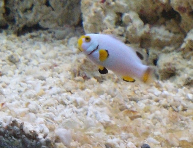 saltwater fish - amphiprion percula - platinum clownfish stocking in 270 gallons tank - Platinum clown saltwater fish - amphiprion percula - platinum clownfish stocking in 270 gallons tank - Platinum clown