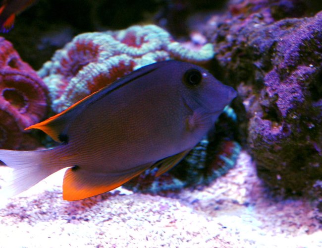 saltwater fish - ctenochaetus tominiensis - bristletooth tomini tang stocking in 105 gallons tank - Tomini saltwater fish - ctenochaetus tominiensis - bristletooth tomini tang stocking in 105 gallons tank - Tomini
